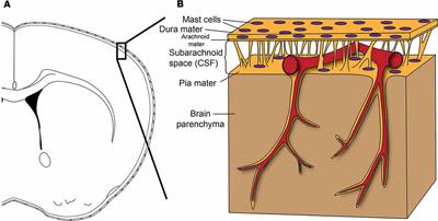 Meningeal Mast Cells as Key Effectors of Stroke Pathology